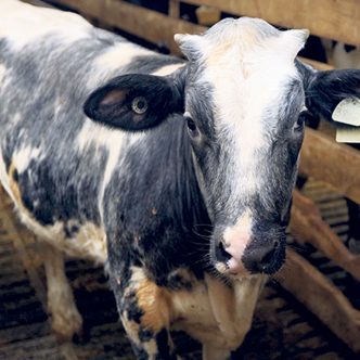 Les croisements avec les races Blanc Bleu Belge et Limousin offrent un potentiel de valeur ajoutée pour les veaux laitiers tout en représentant une nouvelle source de veaux de qualité pour les éleveurs de veaux lourds. Photo : PBQ