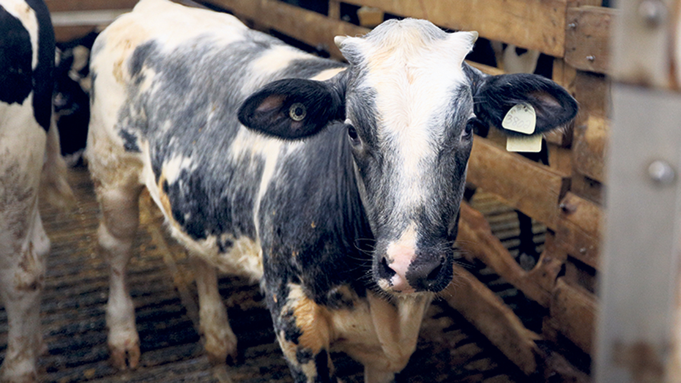 Les croisements avec les races Blanc Bleu Belge et Limousin offrent un potentiel de valeur ajoutée pour les veaux laitiers tout en représentant une nouvelle source de veaux de qualité pour les éleveurs de veaux lourds. Photo : PBQ