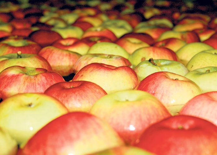 Les volumes de pommes destinés au marché frais récoltés en 2023 ont été plus abondants que ce qui était anticipé à la fin août, générant de plus gros inventaires que prévu à écouler en novembre. Photo : Archives TCN