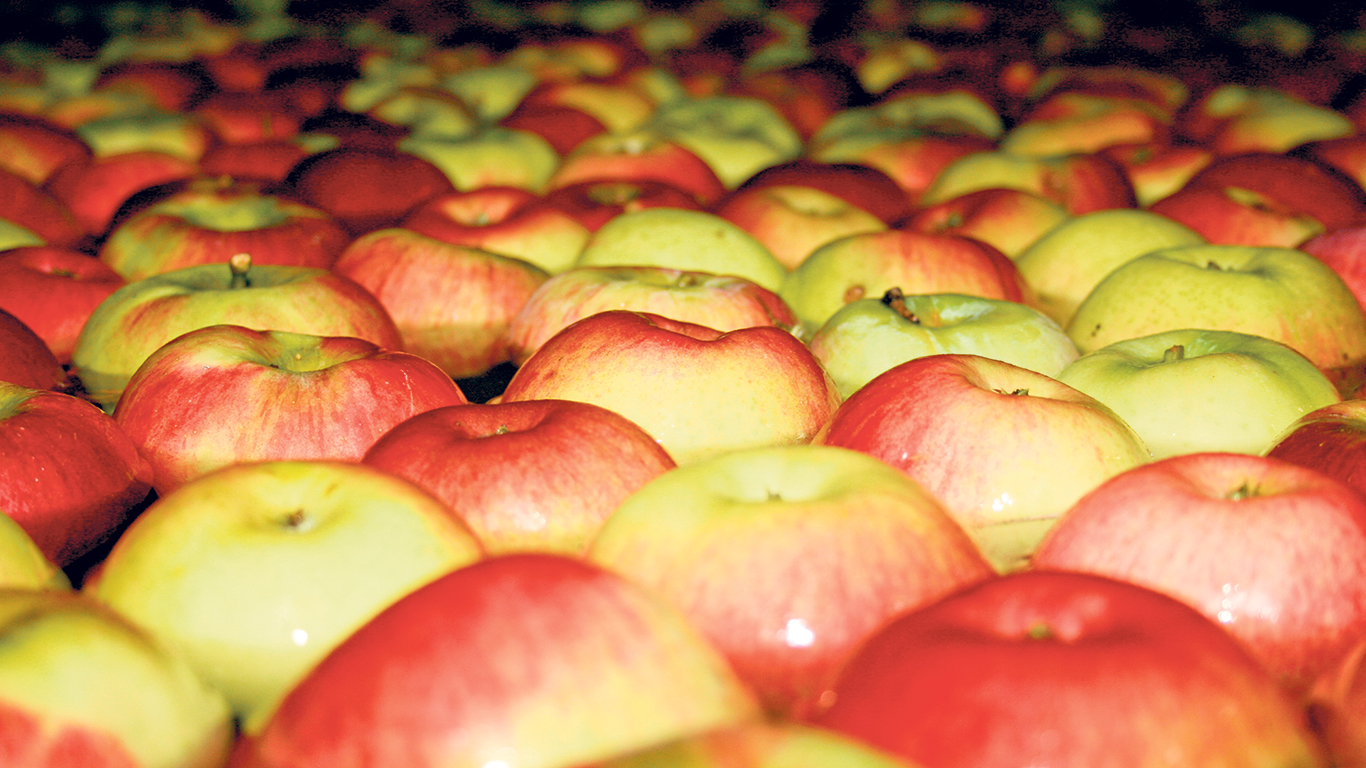 Les volumes de pommes destinés au marché frais récoltés en 2023 ont été plus abondants que ce qui était anticipé à la fin août, générant de plus gros inventaires que prévu à écouler en novembre. Photo : Archives TCN