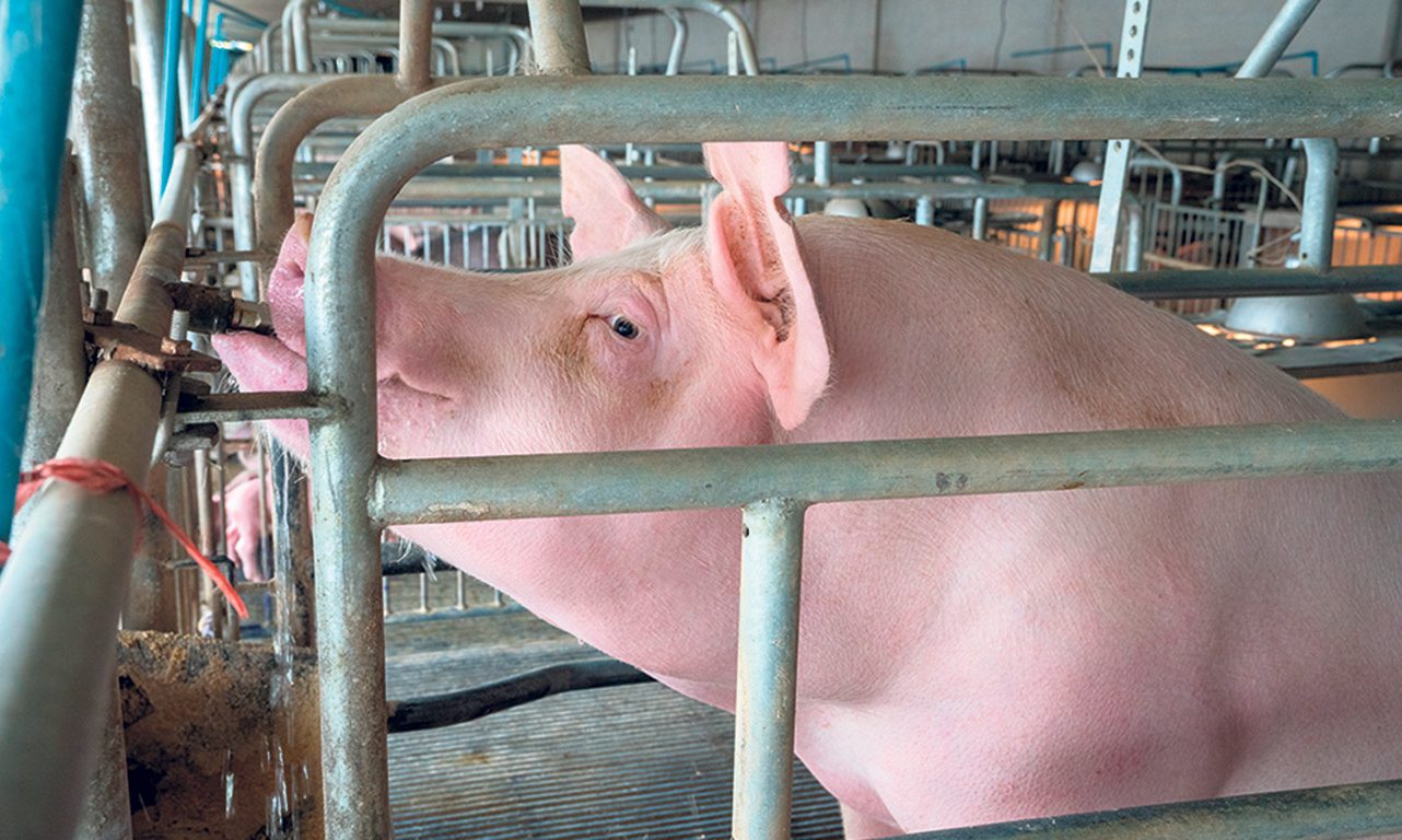 D’ici 2029, le nouveau Code de pratiques pour le soin et la manipulation des porcs impose notamment de convertir les cages en logements de groupe dans les maternités porcines du pays. Photo : Shutterstock