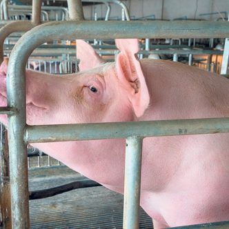D’ici 2029, le nouveau Code de pratiques pour le soin et la manipulation des porcs impose notamment de convertir les cages en logements de groupe dans les maternités porcines du pays. Photo : Shutterstock