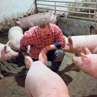 Les connaissances sur le lien humain-animal ont démontré que de créer une relation de confiance, sans peur, avec les porcs apporte un bénéfice mutuel en matière de bien-être et de sécurité. Photo : Shutterstock