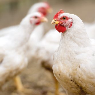 La grippe aviaire a fait son entrée en Outaouais, une première depuis l’arrivée de la maladie au Québec, il y a un an et demi. Le cas, qui a été confirmé le 4 janvier, a éclos dans une ferme commerciale d’élevage de poulets de chair de Saint-André-Avellin.