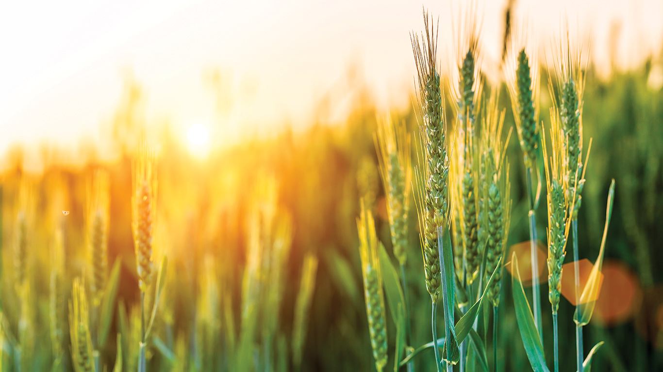Le blé d’automne continue de gagner du terrain : au Québec, il a occupé 24 % plus de superficie qu’en 2022.