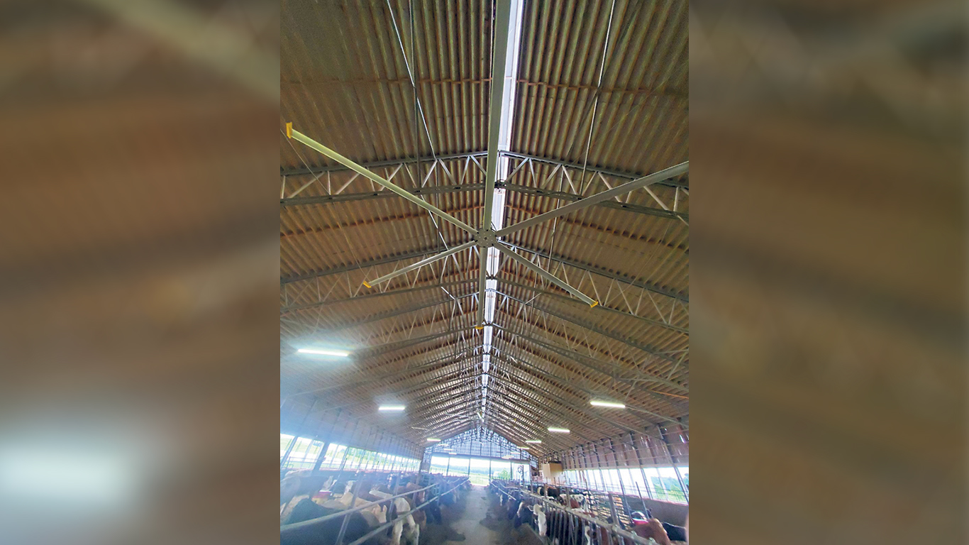 L’an dernier, David Houley a installé de gros ventilateurs au plafond de ses bâtiments pour prévenir le stress thermique. Photo : Gracieuseté de David Houley