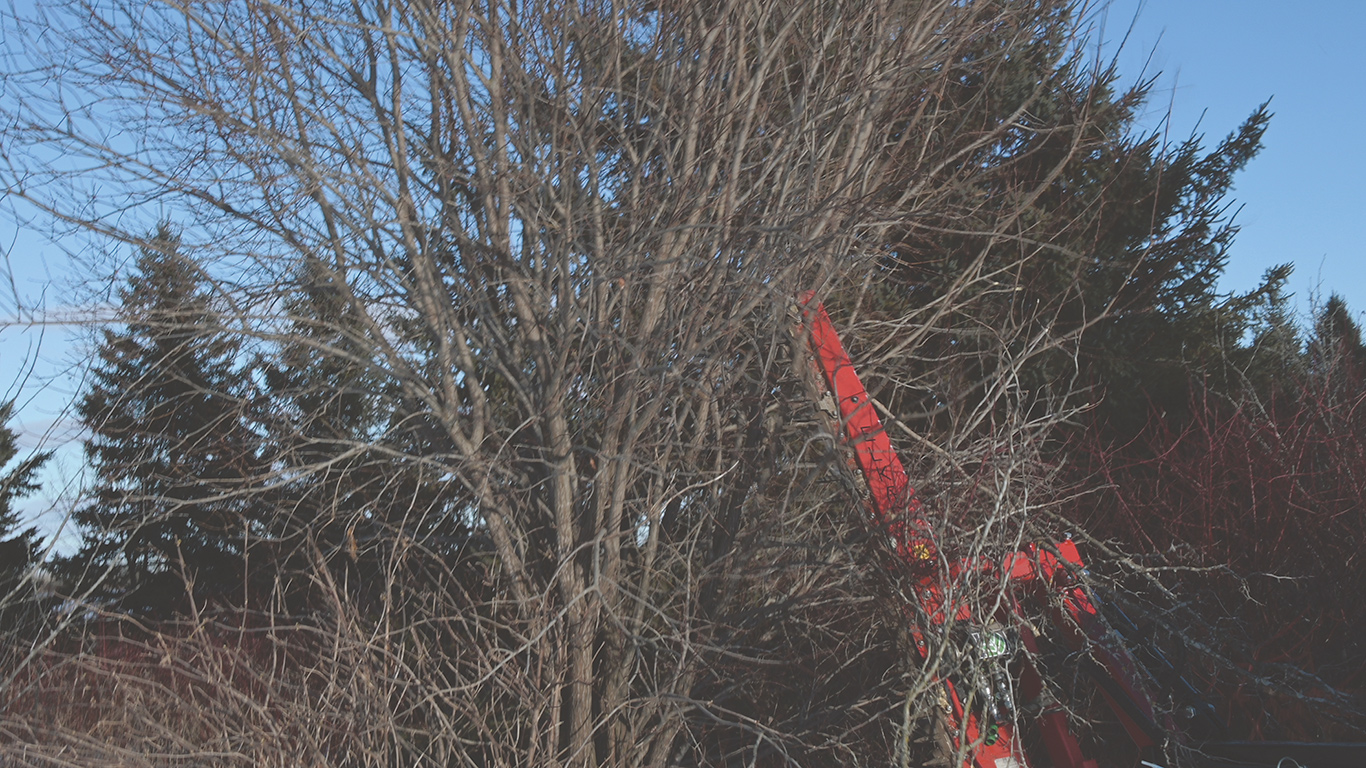 La possibilité d’incliner le lamier sécateur permet de réaliser des coupes de branches en hauteur. Photos : Pierre Saint-Yves