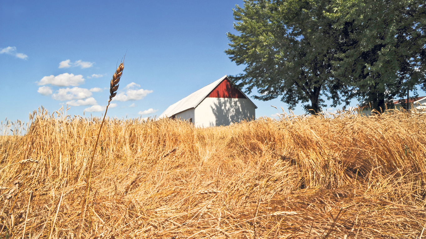 « À cause de la pluie, nous avons eu beaucoup de réclamations reliées au blé qui a versé dans les champs, ce qui a entraîné une baisse dans la qualité des grains et leur quantité », souligne Annie Flamand, directrice Projets et pilotage en assurance à la FADQ. Photo : Archives/TCN