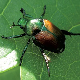 Les insectes envahisseurs causent des problèmes qui peuvent toucher plusieurs domaines ou industries, dont l’agriculture. Par exemple, le scarabée japonais, qui est originaire d’Asie, attaque 300 espèces de plantes cultivées ou sauvages. Photo : Jacques Lasnier