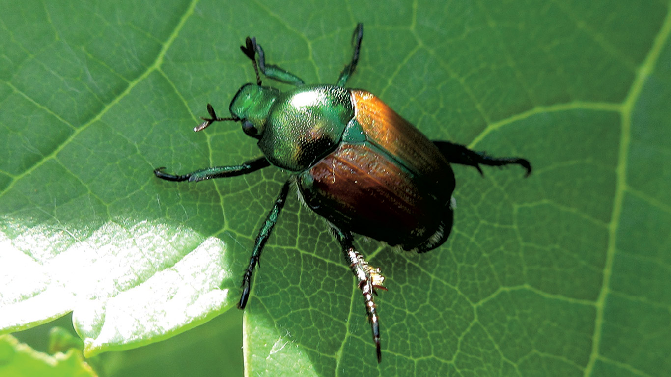 Les insectes envahisseurs causent des problèmes qui peuvent toucher plusieurs domaines ou industries, dont l’agriculture. Par exemple, le scarabée japonais, qui est originaire d’Asie, attaque 300 espèces de plantes cultivées ou sauvages. Photo : Jacques Lasnier