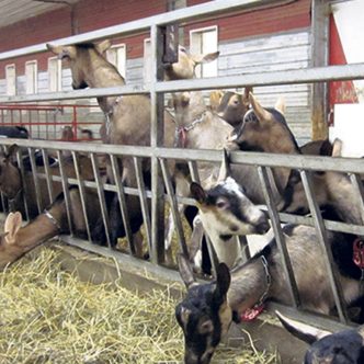 Troupeau de chèvres de race Alpine, la plus répandue au Québec pour la production laitière. Photo : Gracieuseté de la SECLRQ