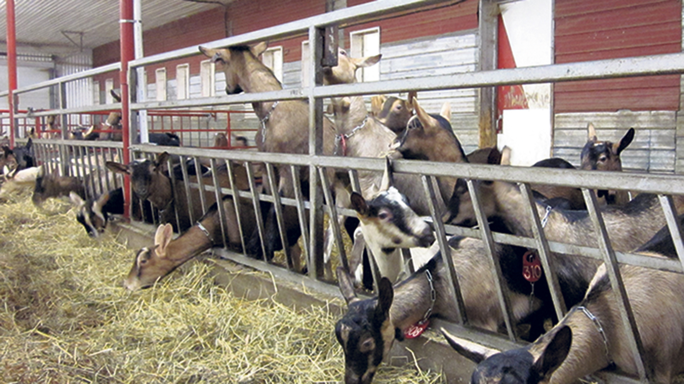 Troupeau de chèvres de race Alpine, la plus répandue au Québec pour la production laitière. Photo : Gracieuseté de la SECLRQ