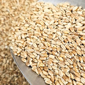 On note une différence d’environ 80 $/tonne entre le blé animal et le blé humain. Photo : Nathalie Laberge
