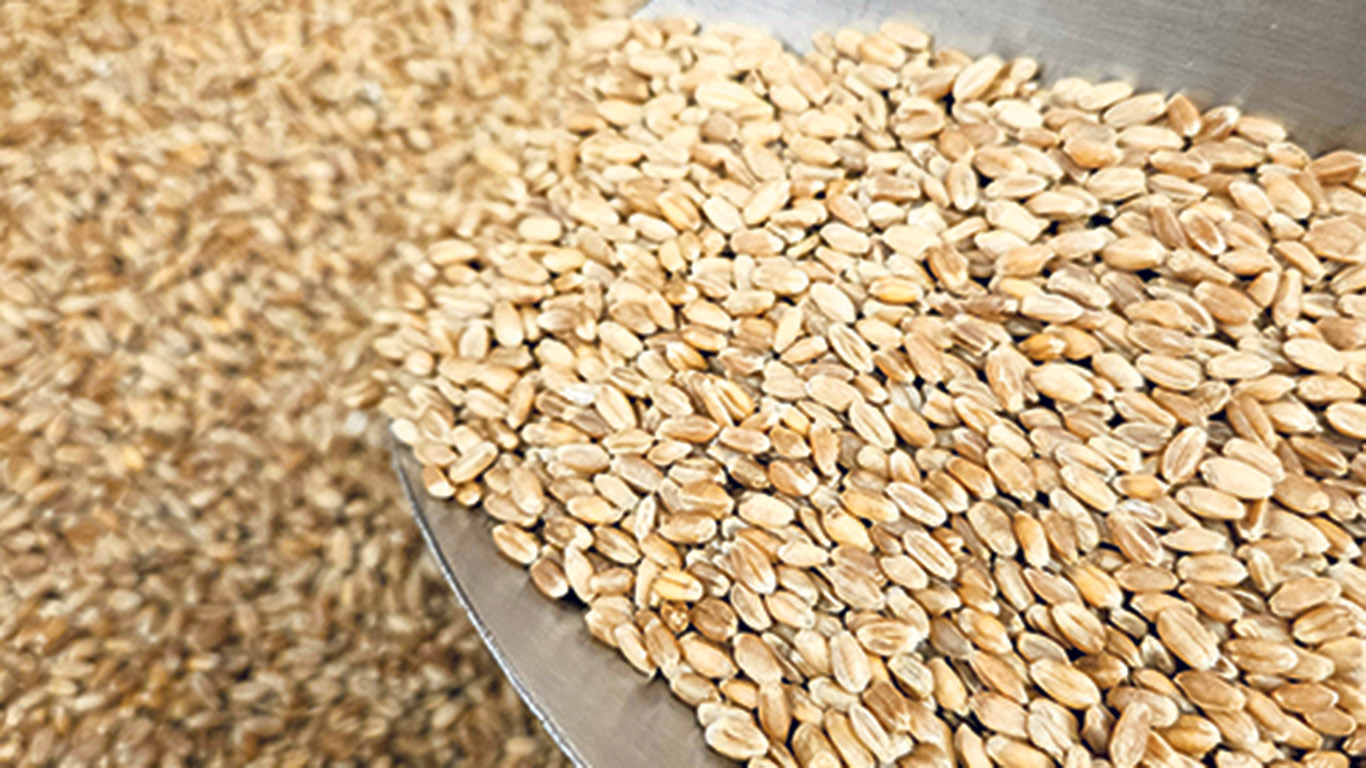 On note une différence d’environ 80 $/tonne entre le blé animal et le blé humain. Photo : Nathalie Laberge