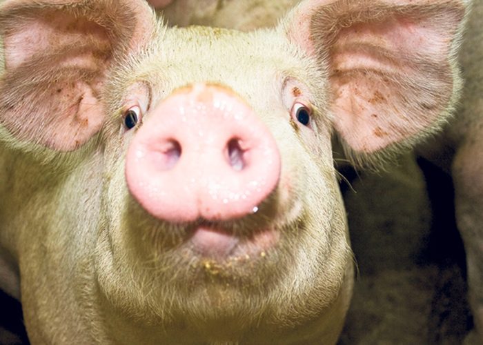 En cinq ans, les exportations mondiales de viande de porc en provenance du Brésil se sont accrues de 64 %. Photo : Archives/TCN