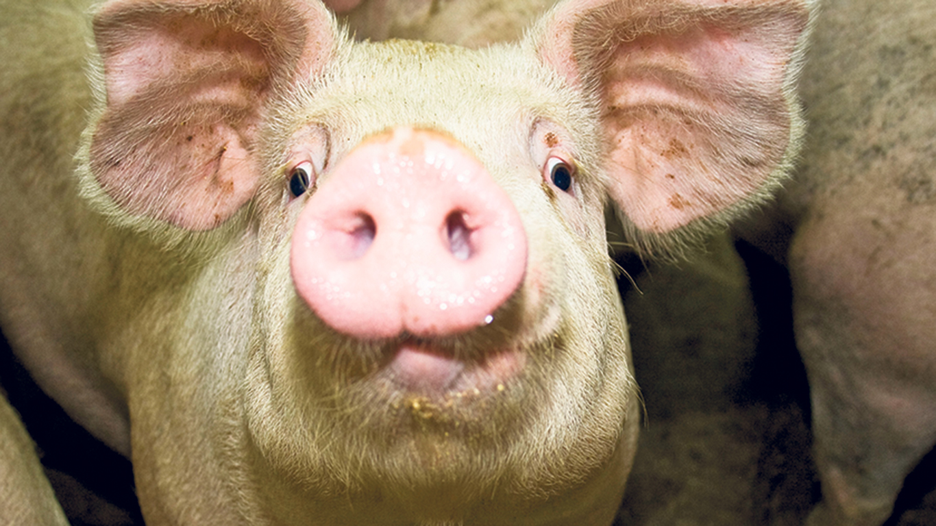 En cinq ans, les exportations mondiales de viande de porc en provenance du Brésil se sont accrues de 64 %. Photo : Archives/TCN