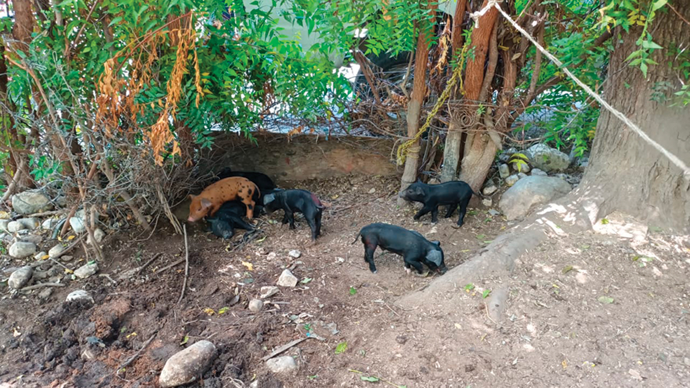 Il est plus difficile d’intervenir du côté d’Haïti, notamment parce que les cochons sont généralement élevés par des particuliers, dans leur cour. Photos : Gracieuseté de l’IICA