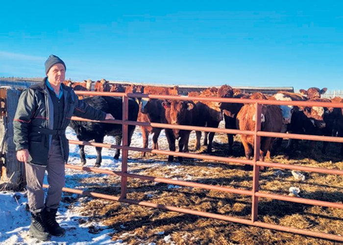 Luc Robitaille, un producteur de bovins de boucherie de Dupuy, a dû se départir de 100 vaches reproductrices, car il manquait de foin pour nourrir ses 350 animaux durant l’hiver. Photo : Gracieuseté de Luc Robitaille