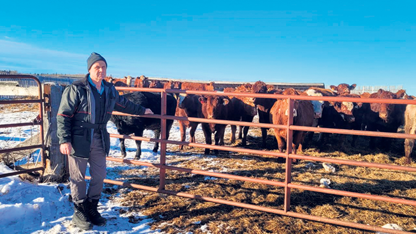 Luc Robitaille, un producteur de bovins de boucherie de Dupuy, a dû se départir de 100 vaches reproductrices, car il manquait de foin pour nourrir ses 350 animaux durant l’hiver. Photo : Gracieuseté de Luc Robitaille