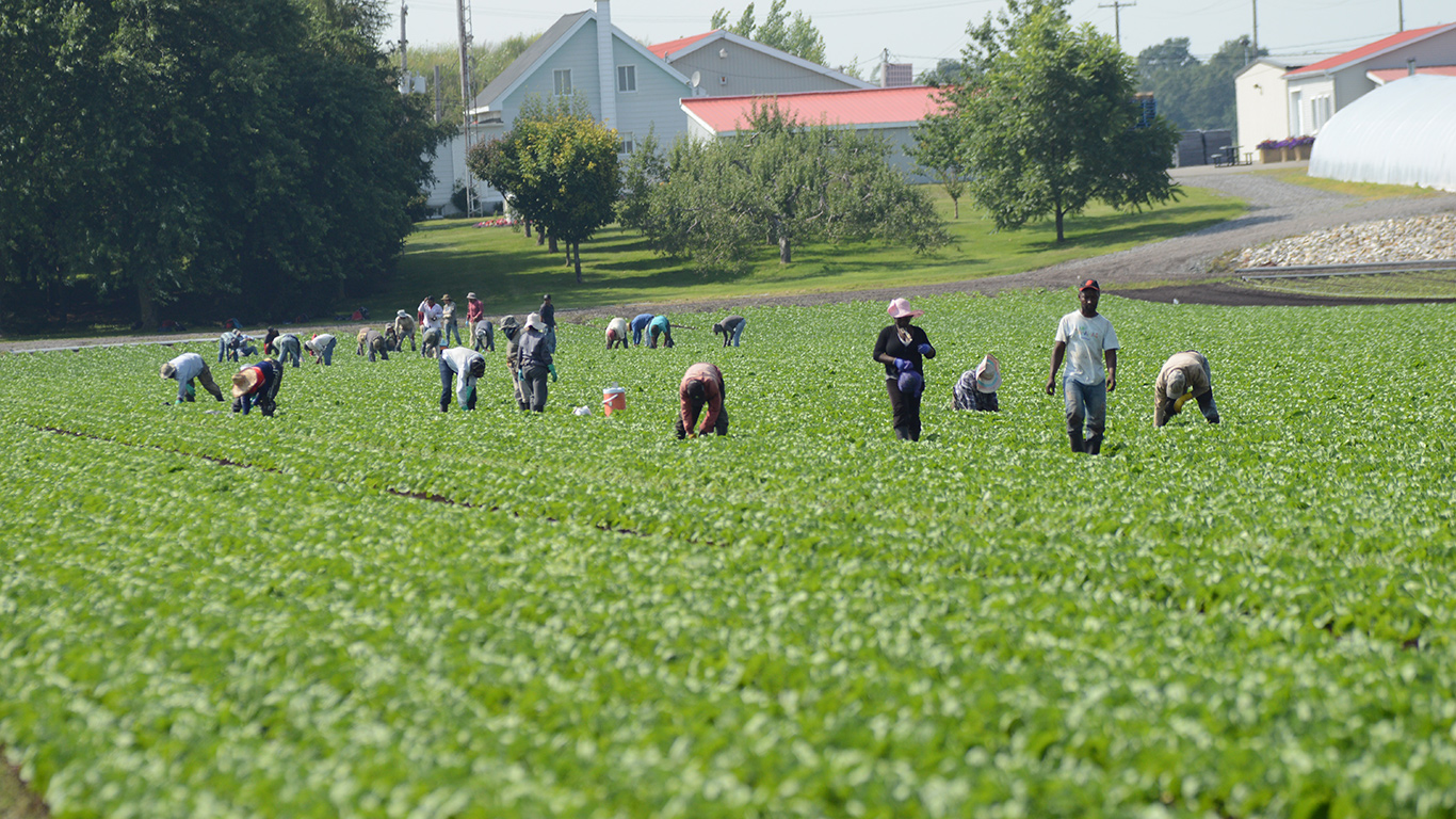 La rémunération plancher à verser aux travailleurs étrangers agricoles sera augmenté à 16,02 $ l’heure, le 1er mai, alors que le salaire minimum au Québec sera plutôt indexé à 15,75 $/heure. Photo : Myriam Laplante El Haïli/Archives TCN