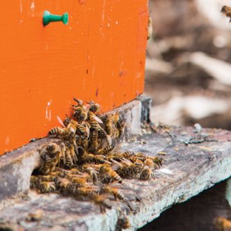 Le nombre total de colonies en exploitation au Québec a diminué de près de 24 % entre 2021 et 2022, indique le portrait apicole de 2022 dévoilé récemment par l’Institut de la statistique du Québec. Photo : Martin Ménard/Archives TCN