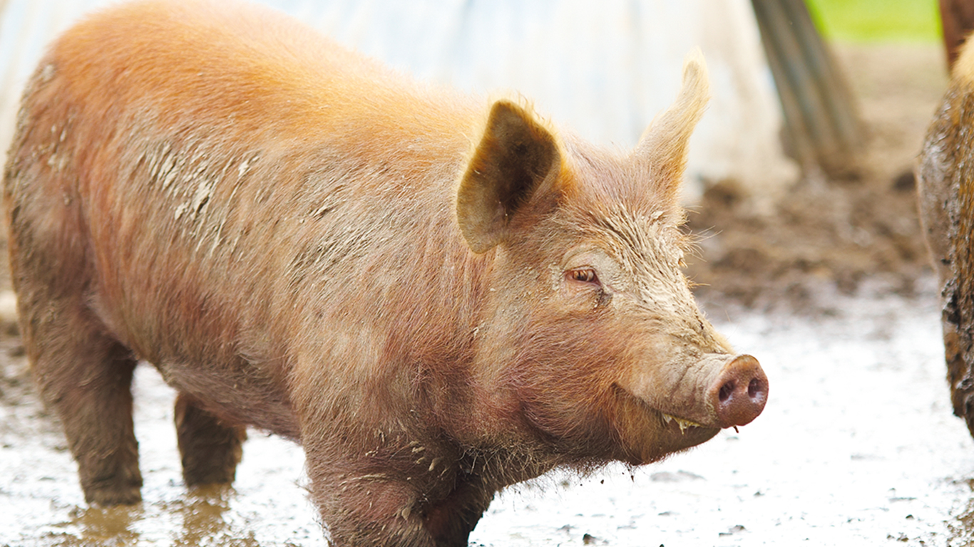 Les notions de propreté dans les élevages sont parfois subjectives, estime un jeune producteur de porcs dont les animaux vont à l’extérieur. Photo : Martin Ménard/Archives TCN