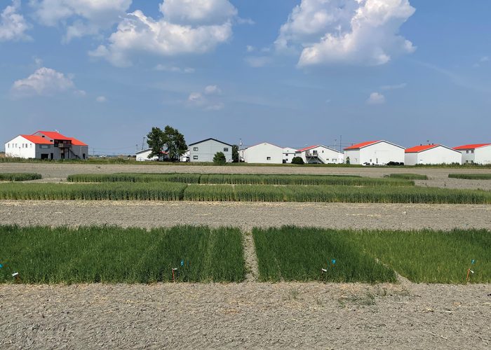 Le CÉROM a entrepris un projet visant à examiner les besoins en azote du blé d’automne par rapport à ceux du blé de printemps.