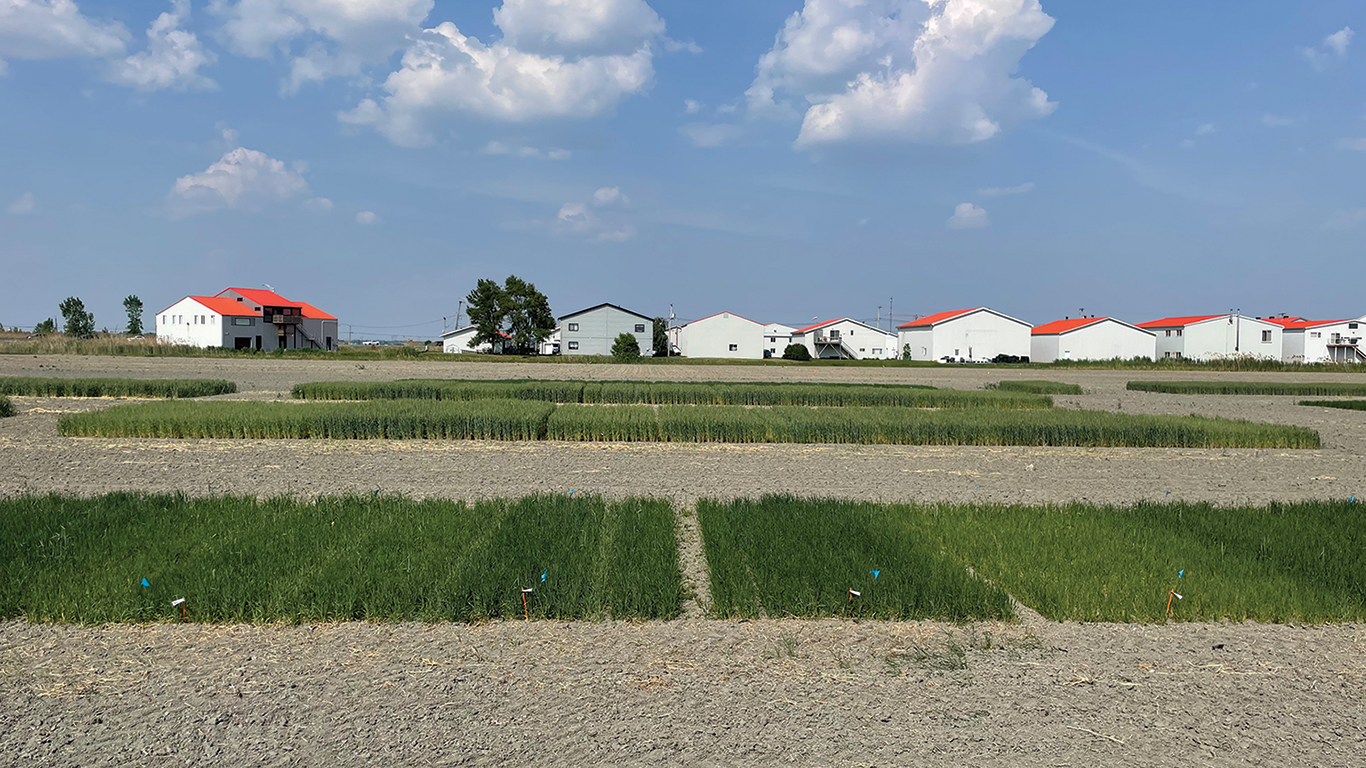 Le CÉROM a entrepris un projet visant à examiner les besoins en azote du blé d’automne par rapport à ceux du blé de printemps.