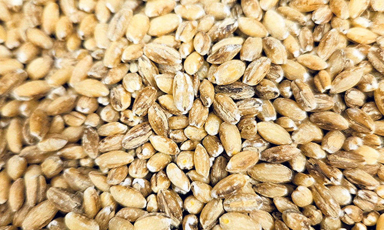 La faible quantité de céréales répondant aux normes de consommation humaine sur le marché pourrait entraîner une hausse des prix offerts, notamment pour l’orge et le blé.