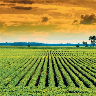 Les producteurs canadiens de soya devront se conformer au règlement européen contre la déforestation et la dégradation des forêts pour pouvoir exporter leur prochaine récolte sur le Vieux Continent.