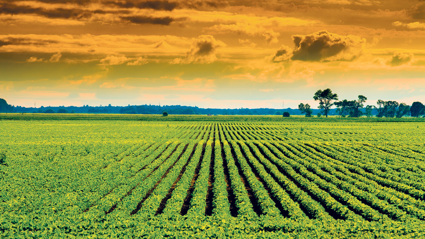Les producteurs canadiens de soya devront se conformer au règlement européen contre la déforestation et la dégradation des forêts pour pouvoir exporter leur prochaine récolte sur le Vieux Continent.