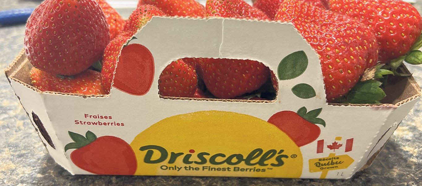 De petites quantités de fraises et de framboises Driscoll’s produites au Québec ont été commercialisées à l’été 2023 dans quelques magasins IGA. Photo : Gracieuseté