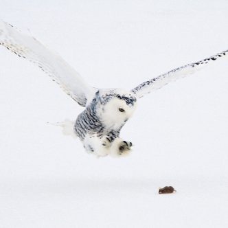 Le harfang des neiges passe beaucoup de temps dans les champs agricoles pendant l’hiver où il peut capturer 5 ou 6 souris par jour. Photo : Richard Dupuis