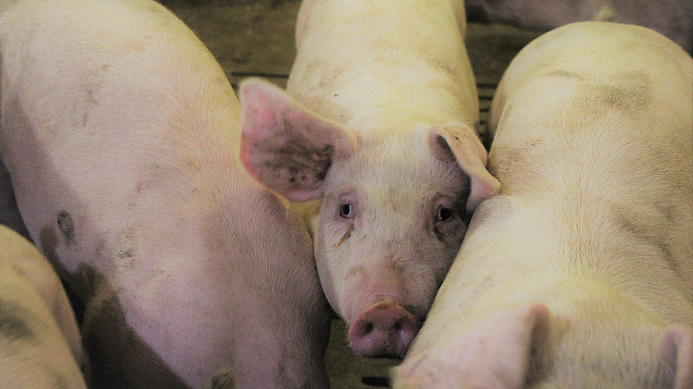 Sollio Group Coopératif considère que le rachat de capital privilégié datant de 2012-2013 permettra entre autres de soutenir les producteurs de porcs dans une période plus éprouvante. Photo : Patricia Blackburn/TCN