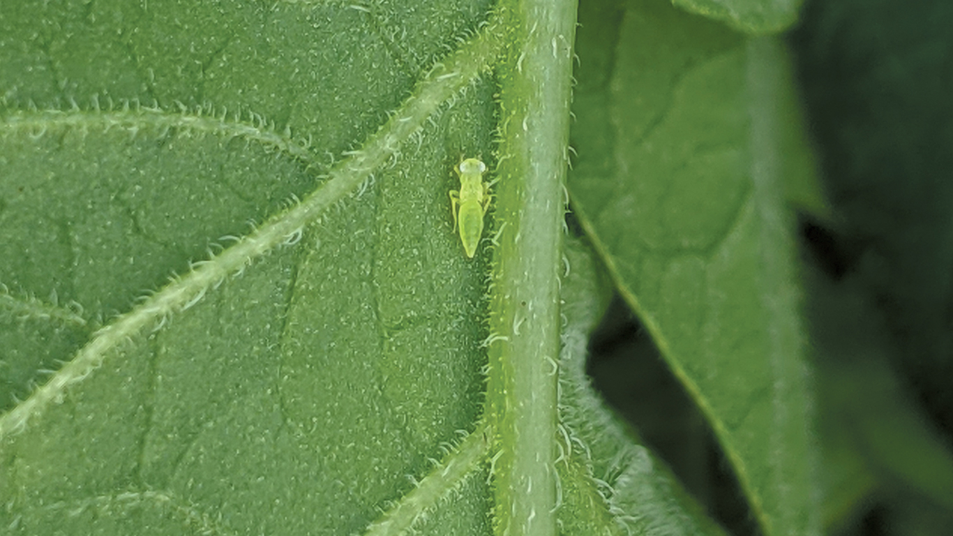 Il est très difficile de déceler la présence de la cicadelle en raison de sa petite taille et du fait qu’il s’envole facilement. Photos : Gracieuseté du CIEL