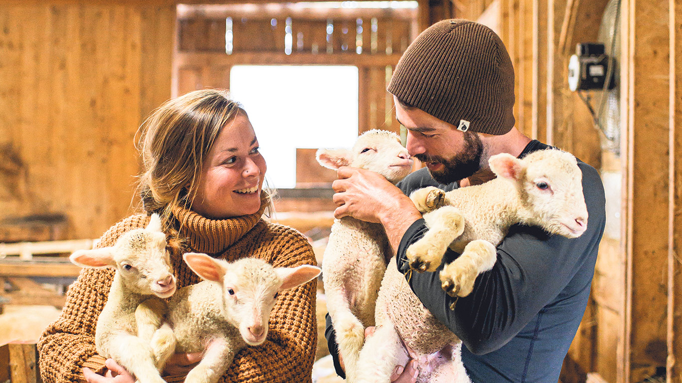 Stéphanie Beaulieu et Pierre-Alexandre Dessureault partagent une passion pour l’élevage ovin. Photo : JHA Lamontagne