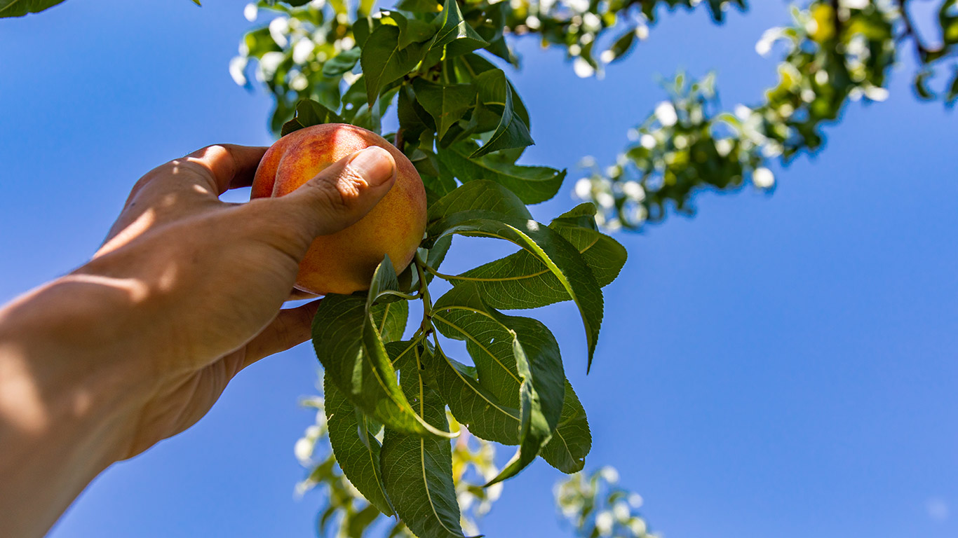 Le président de l'Association des producteurs de fruits de la Colombie-Britannique, Peter Simonsen, s'attend à ce que les récoltes de pêches, d'abricots, de nectarines et de prunes soient en baisse d'au moins 90 %. Photo : Shutterstock