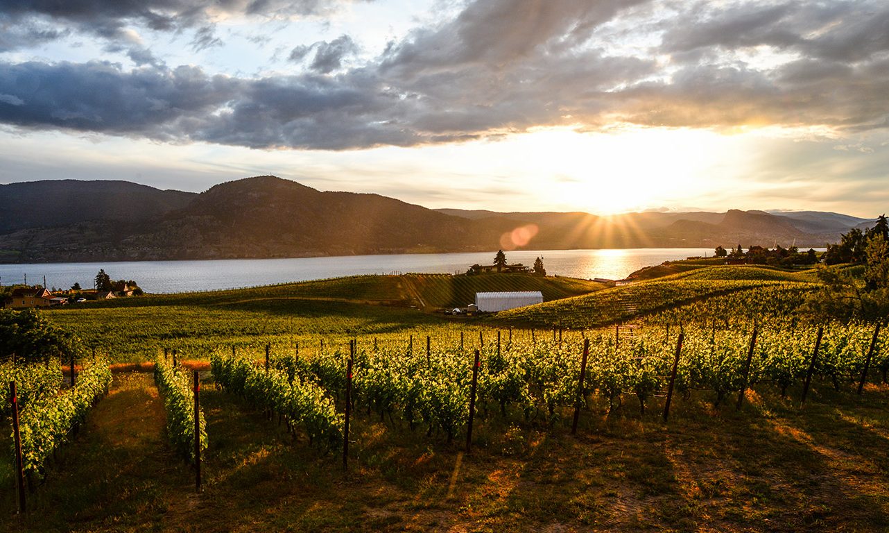Seule une sélection limitée de vins de Colombie-Britannique pourrait être disponible sur les tablettes des détaillants dans les années à venir. Photo : Shutterstock