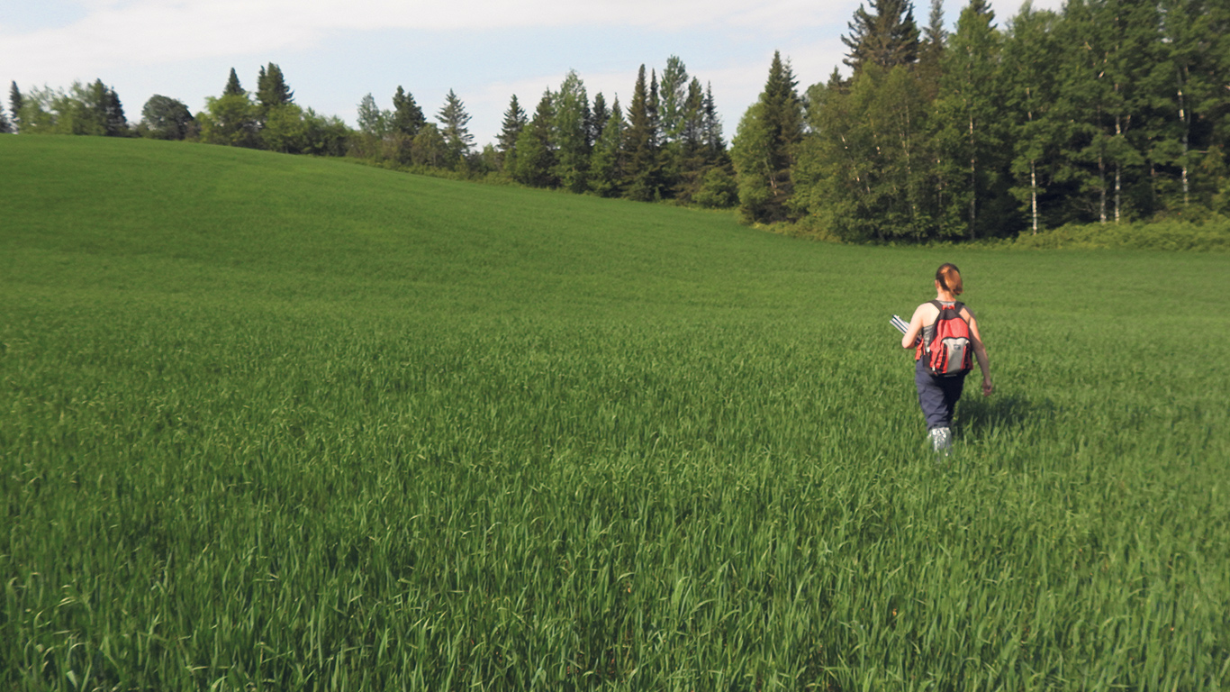 Le dépistage demeure une opération clé pour détecter la présence de mauvaises herbes résistantes dans un champ. Photo : Gracieuseté du CÉROM