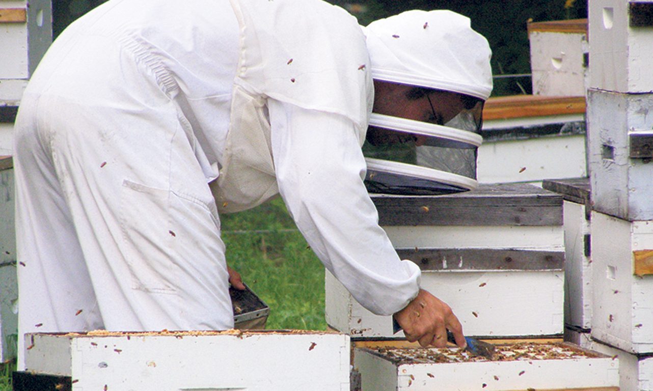 Avec la baisse préoccupante du nombre d’abeilles dans la nature depuis quelques années, l’apiculture est une activité plus importante que jamais. Photo : Archives/TCN.