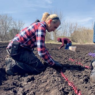 À la ferme d’Éric Rémillard, les employés se sont affairés à planter les premiers oignons verts, le 9 avril. Photos : Caroline Morneau/TCN