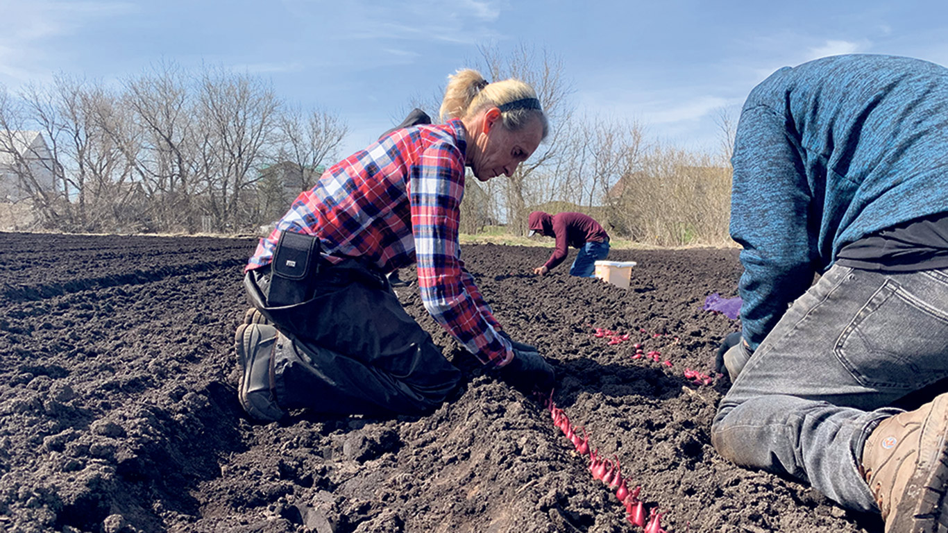 À la ferme d’Éric Rémillard, les employés se sont affairés à planter les premiers oignons verts, le 9 avril. Photos : Caroline Morneau/TCN