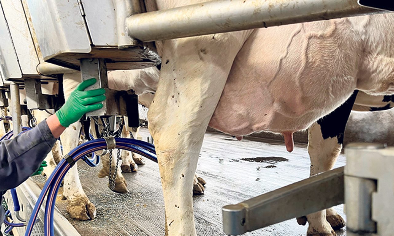 Selon ce qui est observé jusqu’ici aux États-Unis, l’influenza aviaire hautement pathogène chez les bovins entraîne une baisse de la production laitière en s’en prenant particulièrement aux vaches qui sont en sommet de lactation. Photo : Martin Ménard/Archives TCN