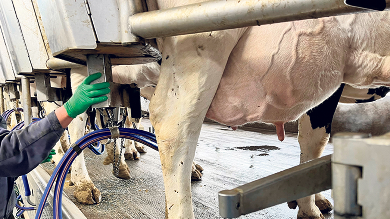 Selon ce qui est observé jusqu’ici aux États-Unis, l’influenza aviaire hautement pathogène chez les bovins entraîne une baisse de la production laitière en s’en prenant particulièrement aux vaches qui sont en sommet de lactation. Photo : Martin Ménard/Archives TCN