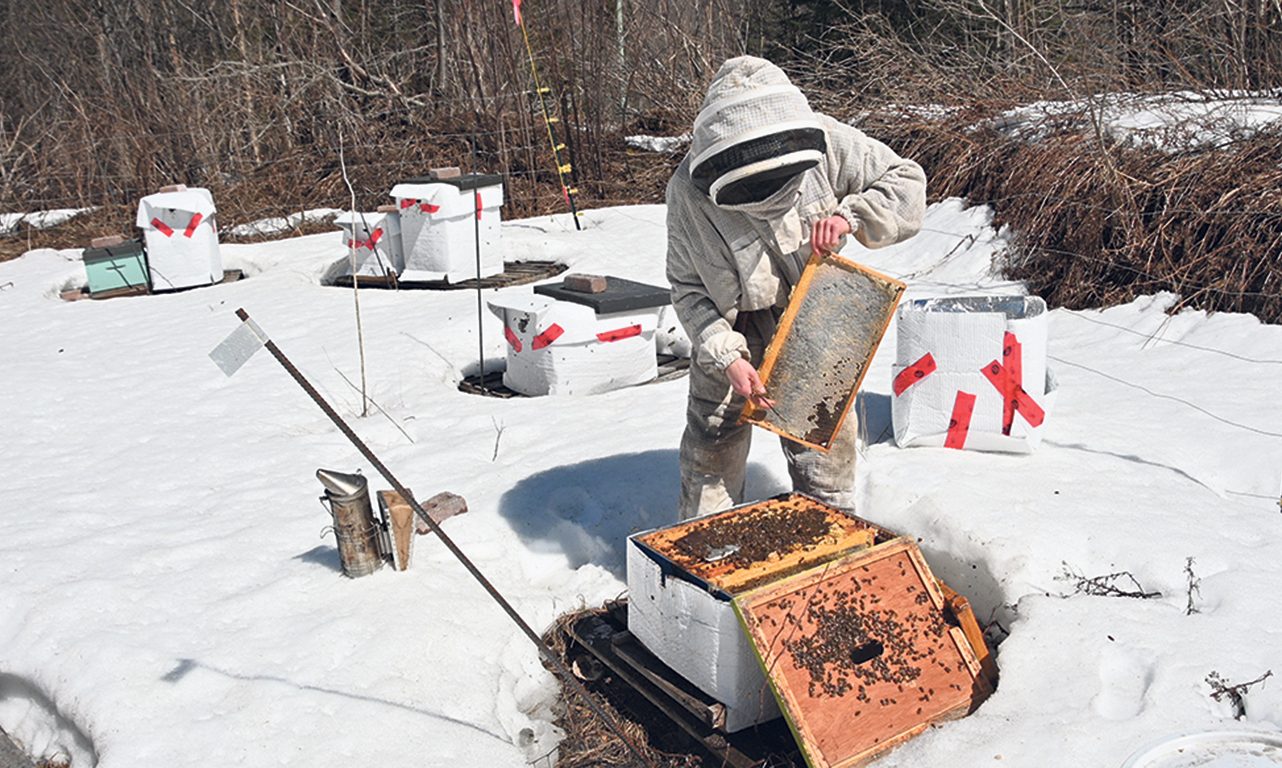 Les journées chaudes du printemps annoncent l’opération de grand ménage dans les ruchers de La Chope à miel, qui sont répartis dans les forêts de la région de Shawinigan, en Mauricie. Photos : Pierre Saint-Yves