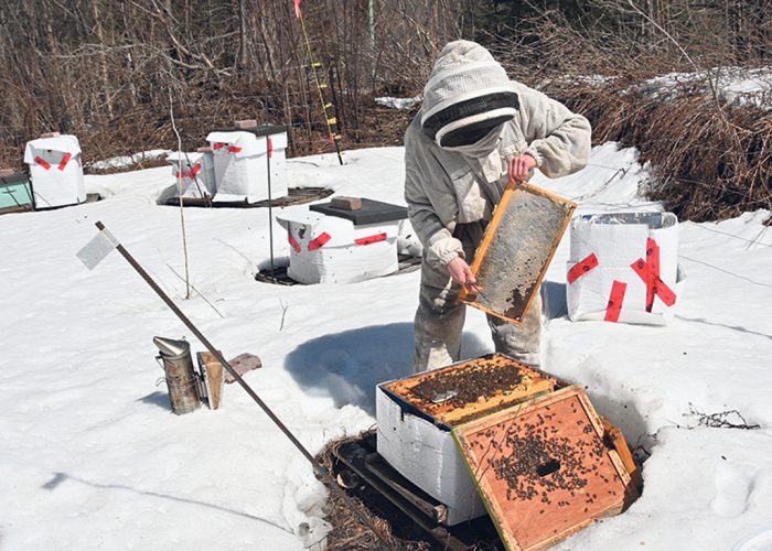 Les journées chaudes du printemps annoncent l’opération de grand ménage dans les ruchers de La Chope à miel, qui sont répartis dans les forêts de la région de Shawinigan, en Mauricie. Photos : Pierre Saint-Yves