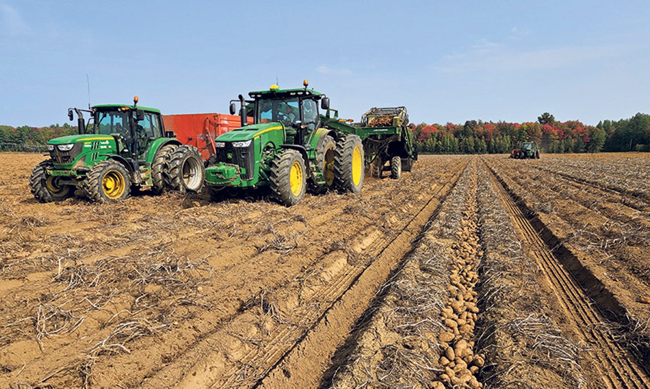 Les volumes de pommes de terre de table récoltées au Québec ont été de 20 % plus élevés que la normale en 2023. En contrepartie, 30 % ont été déclassées. Normalement, la proportion de déclassement se situe plutôt entre 5 et 10 %. Photo : Producteurs de pommes de terre du Québec