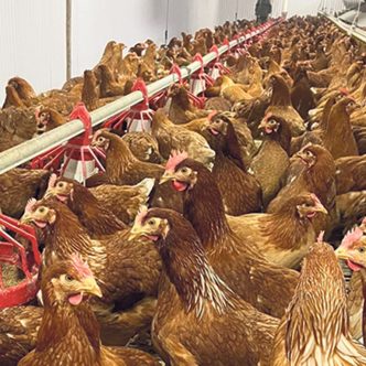 Les poules de la ferme Les oeufs Fraserville, à Rivière-du-Loup, auront davantage de compétition cet été, puisqu’une vingtaine de nouveaux poulaillers devraient démarrer leur production en circuit court. Photo : Gracieuseté des oeufs Fraserville