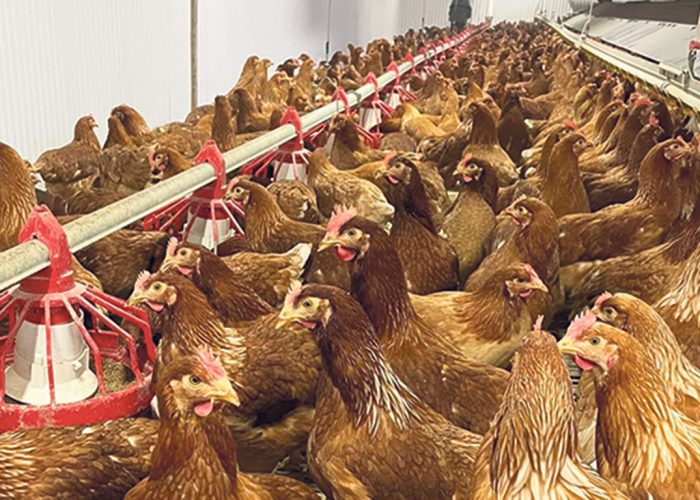 Les poules de la ferme Les oeufs Fraserville, à Rivière-du-Loup, auront davantage de compétition cet été, puisqu’une vingtaine de nouveaux poulaillers devraient démarrer leur production en circuit court. Photo : Gracieuseté des oeufs Fraserville