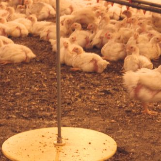 Des niveaux élevés de calcium ou de phosphore dans l’alimentation réduisent la capacité naturelle des poulets à synthétiser de la phytase. Il est donc important de réguler précisément ces apports. Photo : Archives/TCN